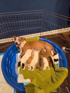 The LAF Weekly Tail Wag | August 2, 2026