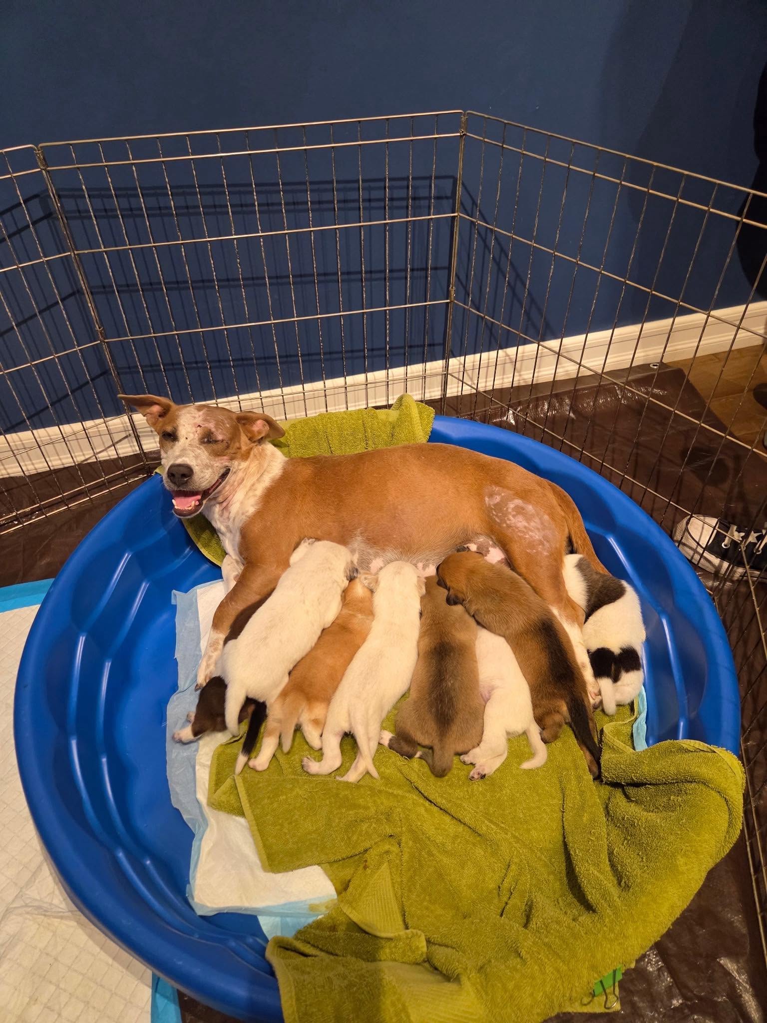 The LAF Weekly Tail Wag | August 2, 2026