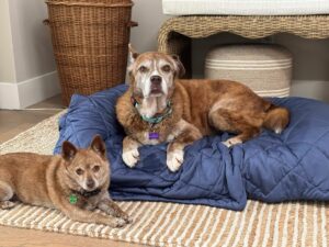 Anastasia to Maggie — Home at Last