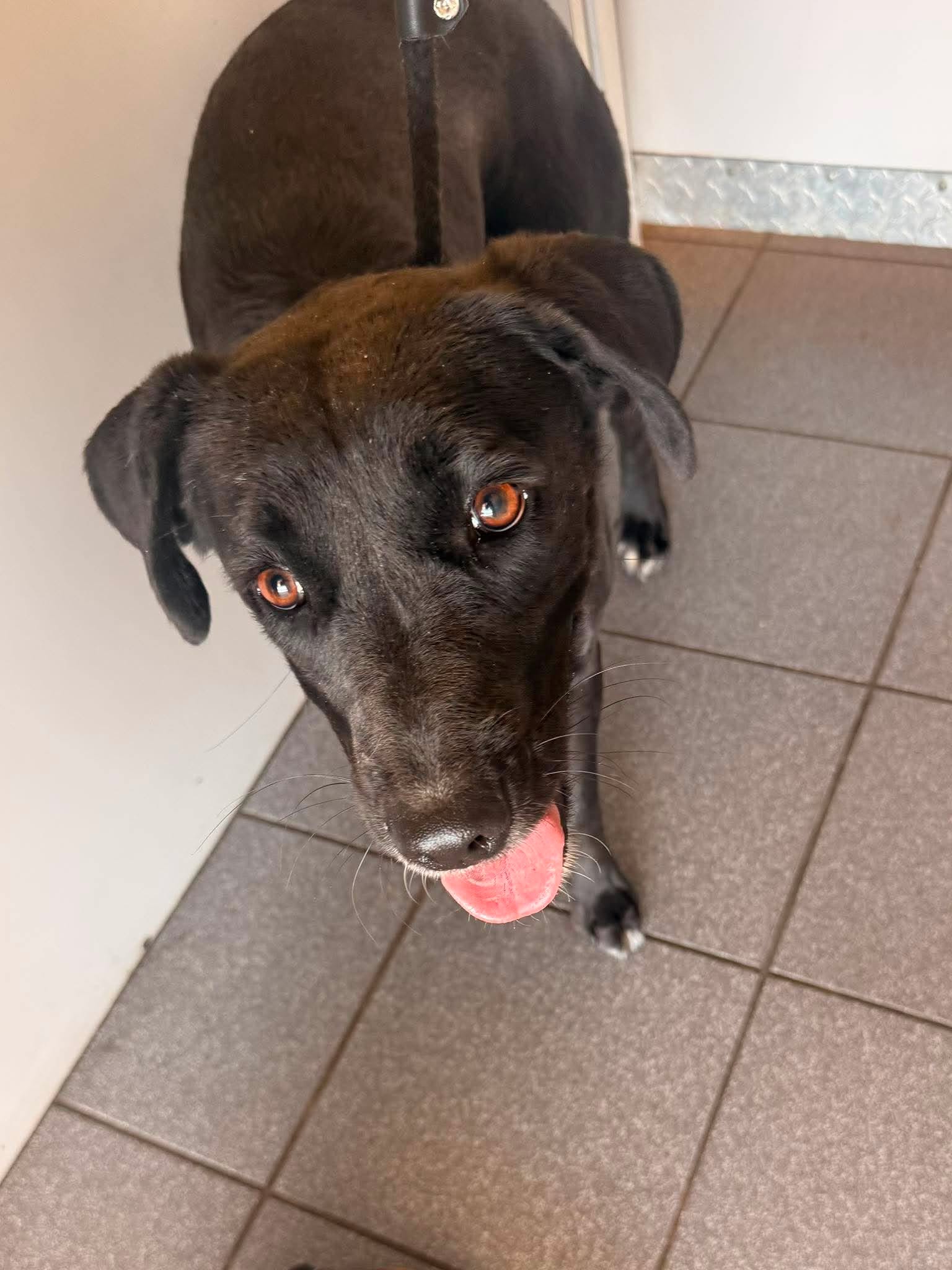 Tara, a black rescue dog saved by Labradors and Friends