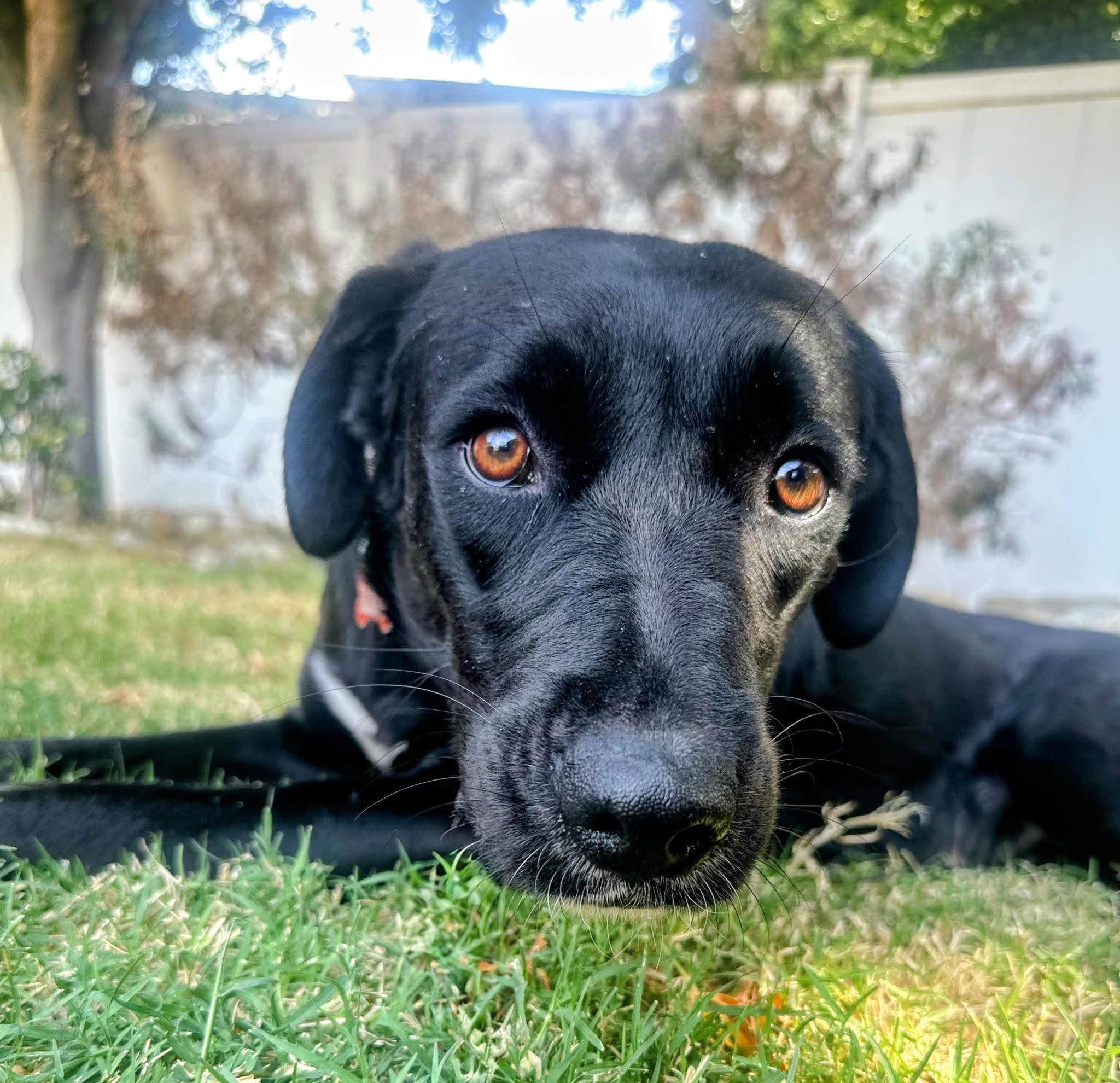 Tara relaxing outside one week after being rescued by Labradors and Friends