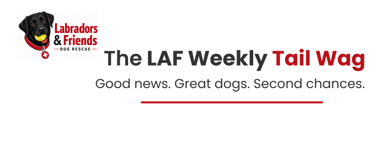 The Labradors and Friends Weekly Tail Wag banner featuring the Labradors and Friends logo and the tagline "Good news. Great dogs. Second chances."