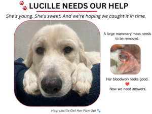 LAF Weekly Tail Wag 006: It All Starts With Someone Who Cares