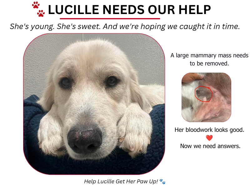 LAF Weekly Tail Wag 006: It All Starts With Someone Who Cares