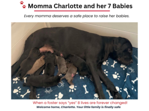 The LAF Weekly Tail Wag – August 16, 2026