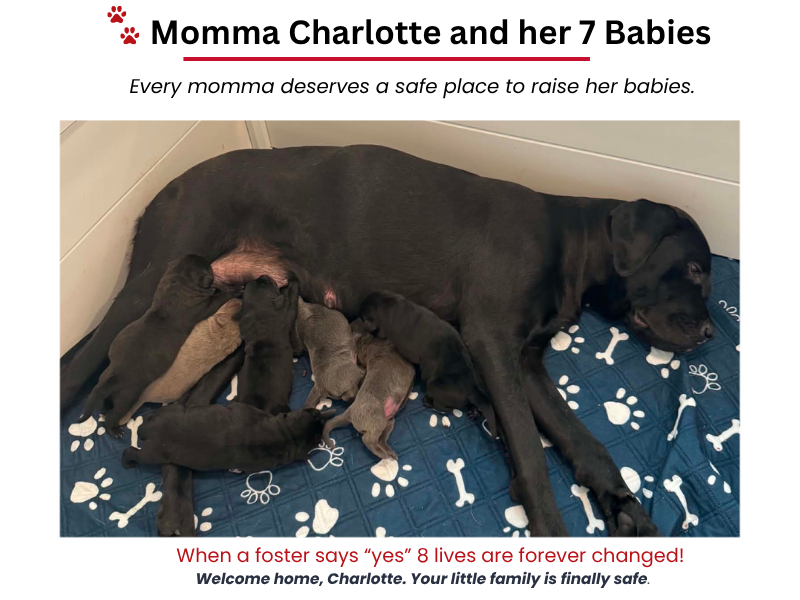 The LAF Weekly Tail Wag – August 16, 2026