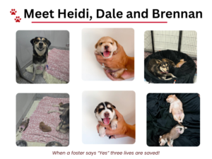 LAF Weekly Tail Wag 005: It Started With One “Yes”