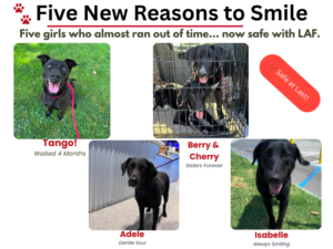 The LAF Weekly Tail Wag – August 9, 2026