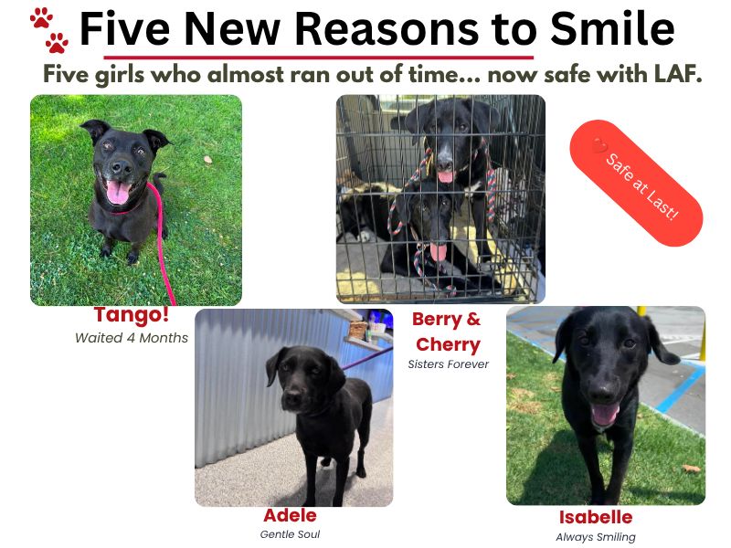 The LAF Weekly Tail Wag – August 9, 2026