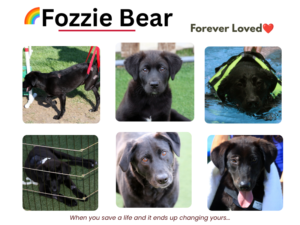 Fozzie Bear: A Force, a Fighter & My Magical Unicorn