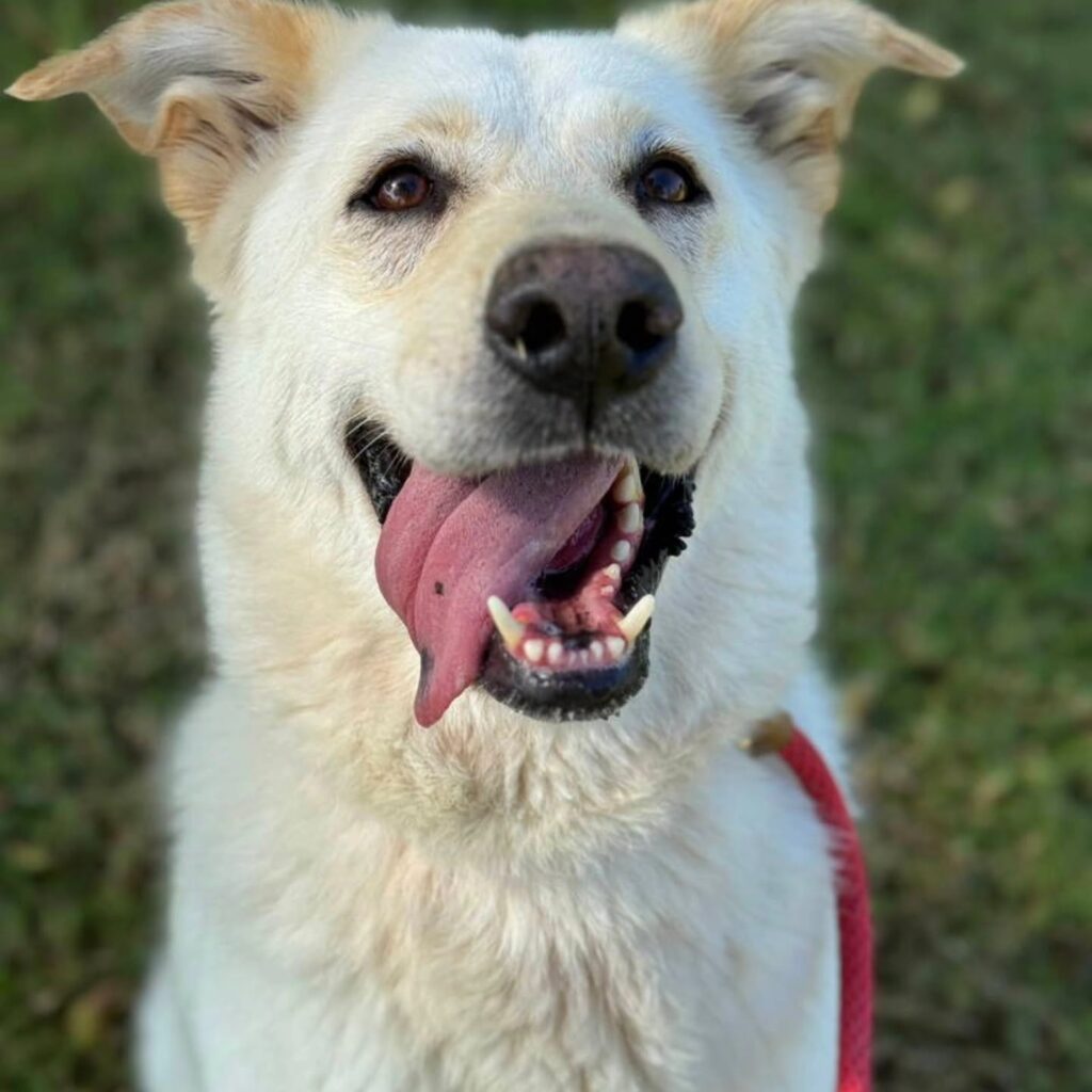 Twinkle, a long-term LAF rescue dog waiting for her forever home