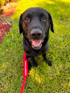 Every Rescue Has a Story