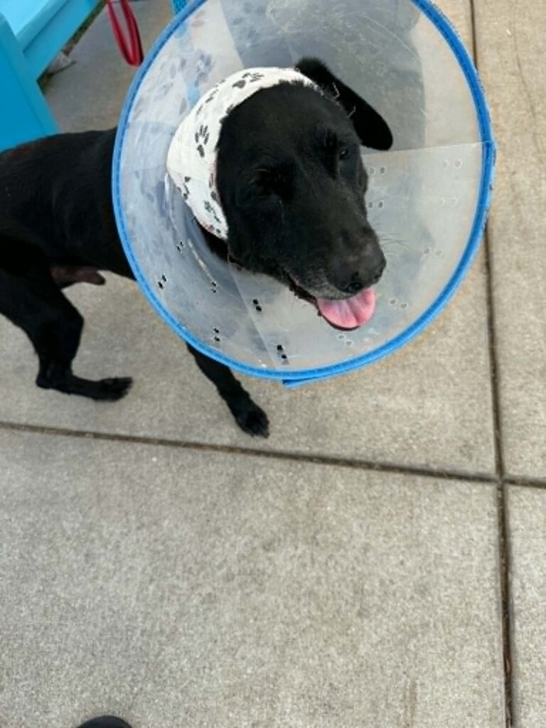 Fremont recovering from medical treatment while wearing a protective cone