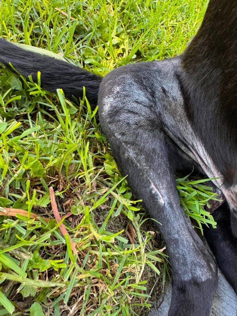 Blaze recovering from TPLO surgery for a torn ACL while in the care of Labradors and Friends