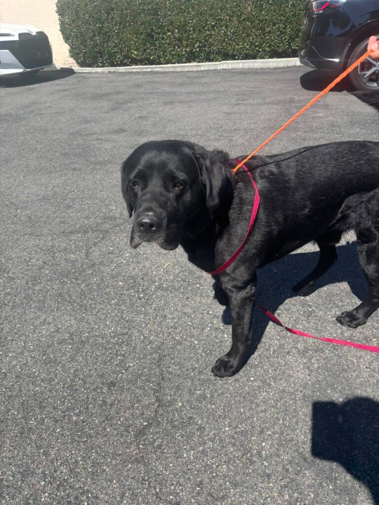 Blaze, a black Labrador, shortly after being rescued from San Bernardino City Shelter