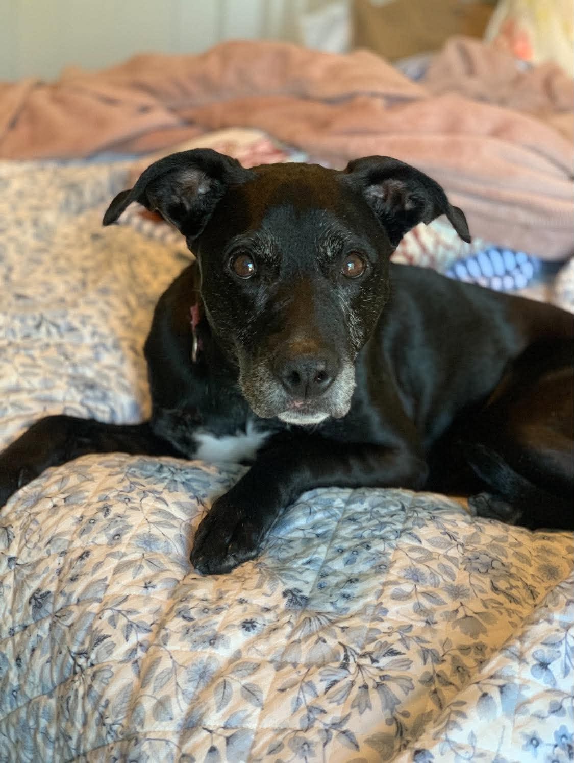 Kippy, a black senior rescue dog, relaxing comfortably in her foster home
