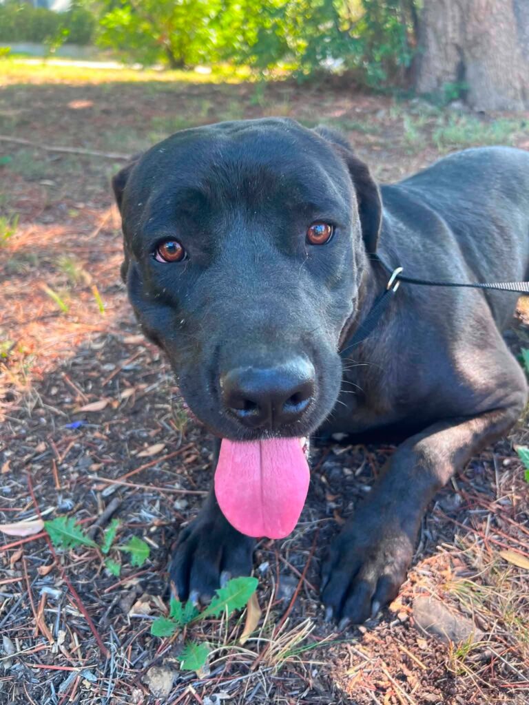 Jesse, a black Lab mix, relaxing outside while settling into his foster home.