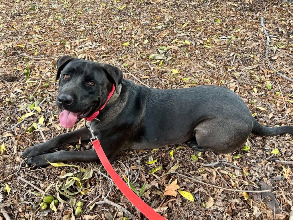 Jesse, a black Lab mix, lying comfortably outside during his time in foster care.