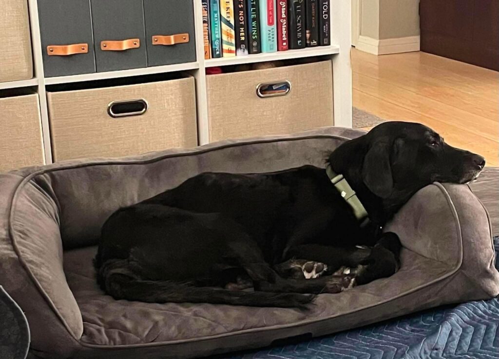 Fremont relaxing comfortably in his bed at his forever home