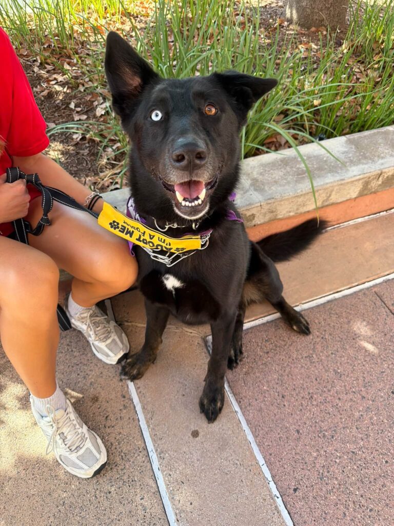 Adoptable dog Kira wearing an Adopt Me leash at the Labradors and Friends community outreach event in Brea.