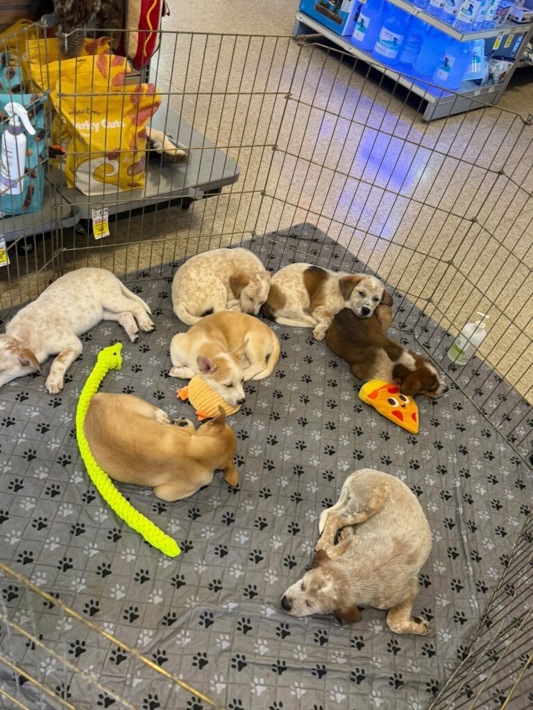 Emma’s puppies resting together after meeting visitors at the Labradors and Friends Brea community outreach event.