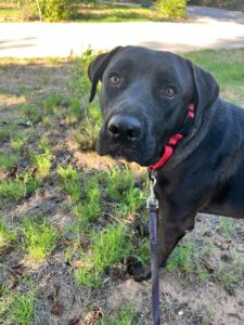Jesse, Part 2: Learning to Trust