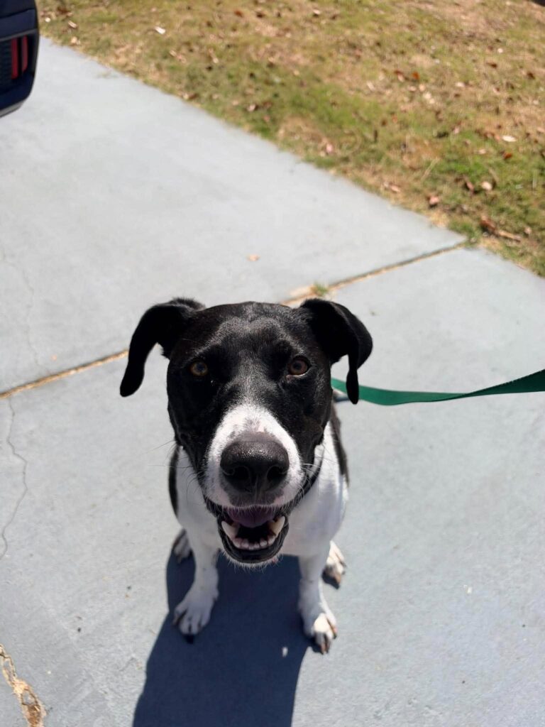 Lucy was happiest the moment she was back in a home environment. ❤️