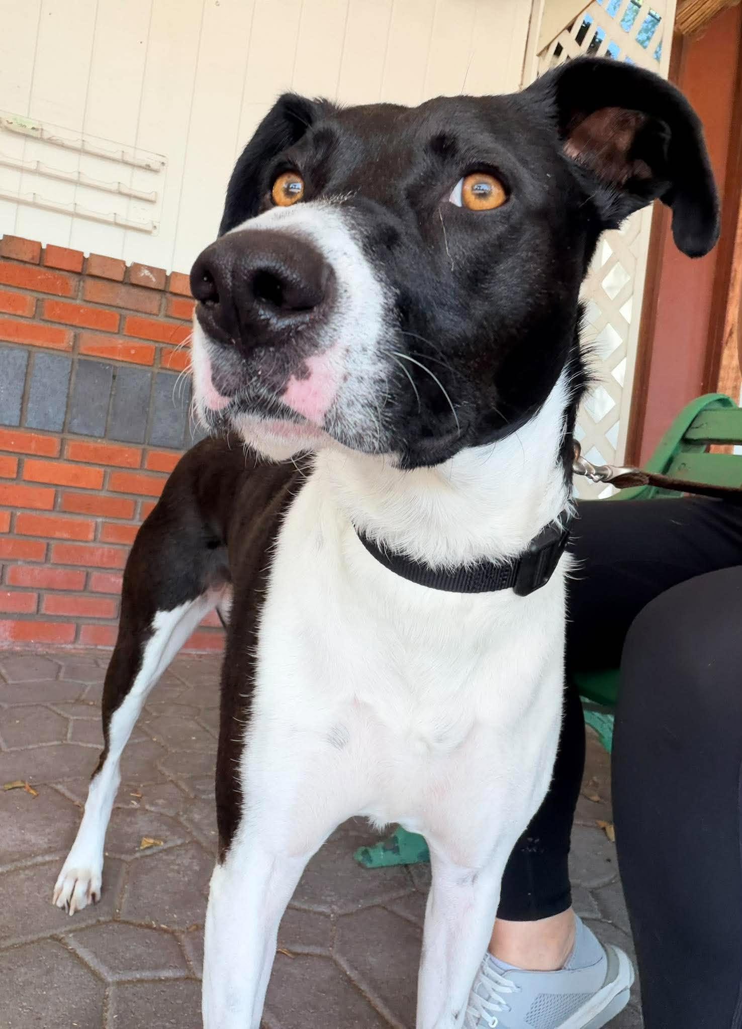Lucy, a black and white LAF rescue dog, back in the care of Labradors and Friends after three years in a home.