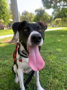 Once a LAF Dog, Always a LAF Dog: Lucy Is Back ❤️