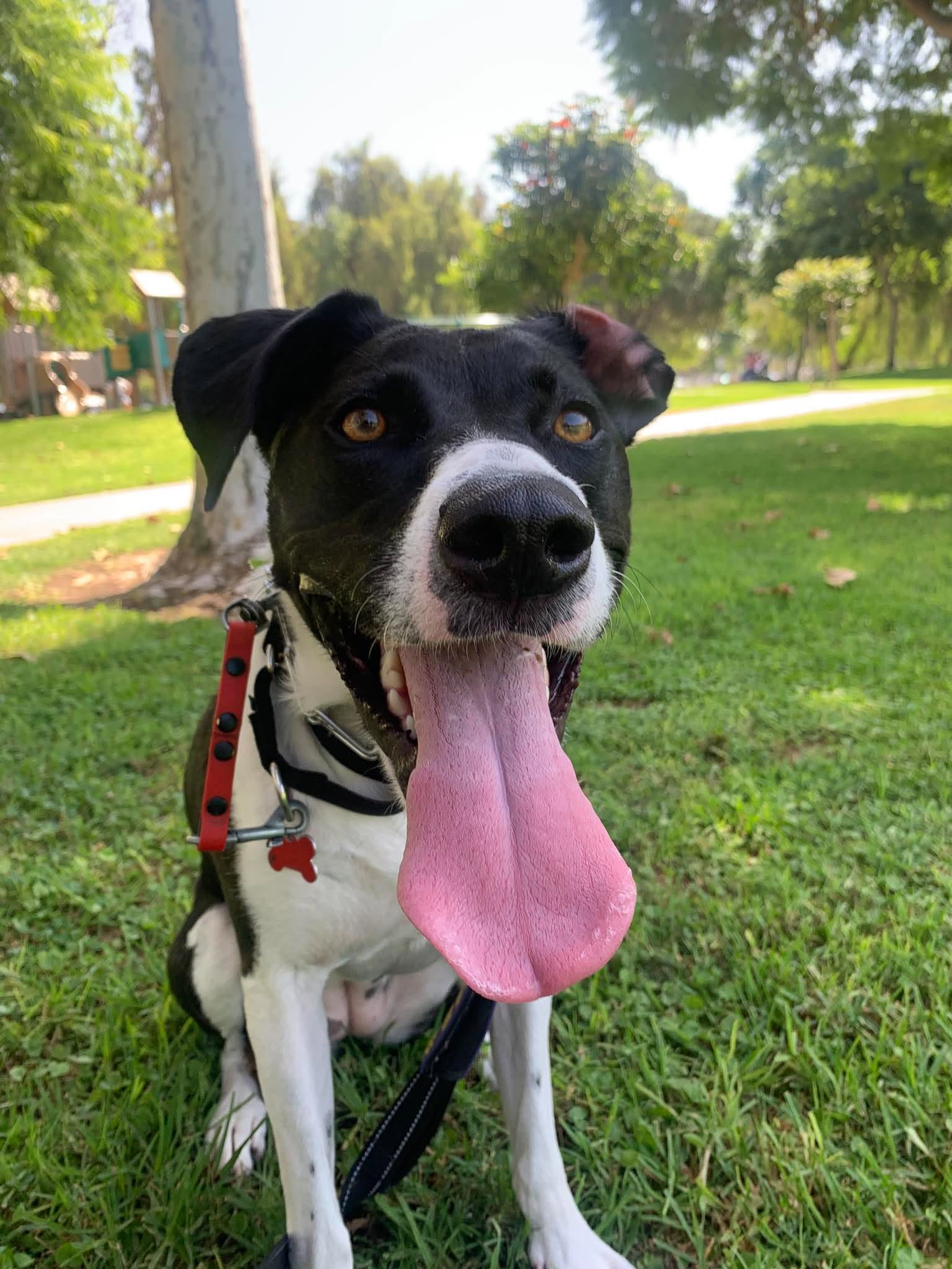 Once a LAF Dog, Always a LAF Dog: Lucy Is Back ❤️