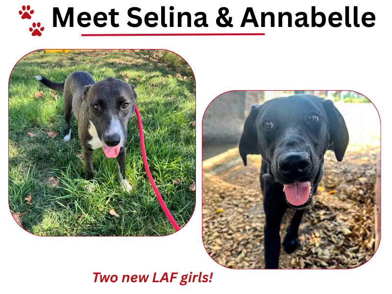 Selina and Annabelle, two new dogs welcomed to Labradors and Friends Dog Rescue