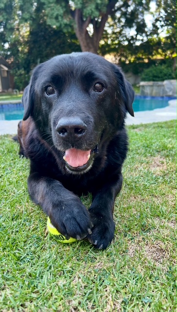 Grandpa Cody happily enjoying time outside in his forever home