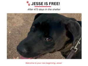 LAF Weekly Tail Wag #007: After 473 Days, Jesse Is Free!
