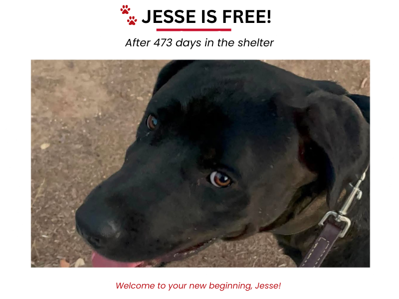 LAF Weekly Tail Wag #007: After 473 Days, Jesse Is Free!