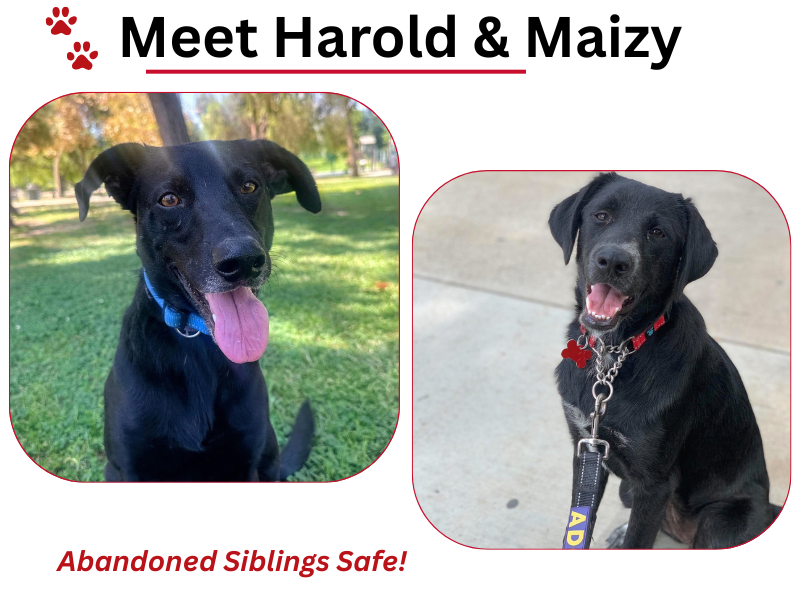 Harold and Maizy, two black Lab mixes rescued after being found abandoned in the Bakersfield area.