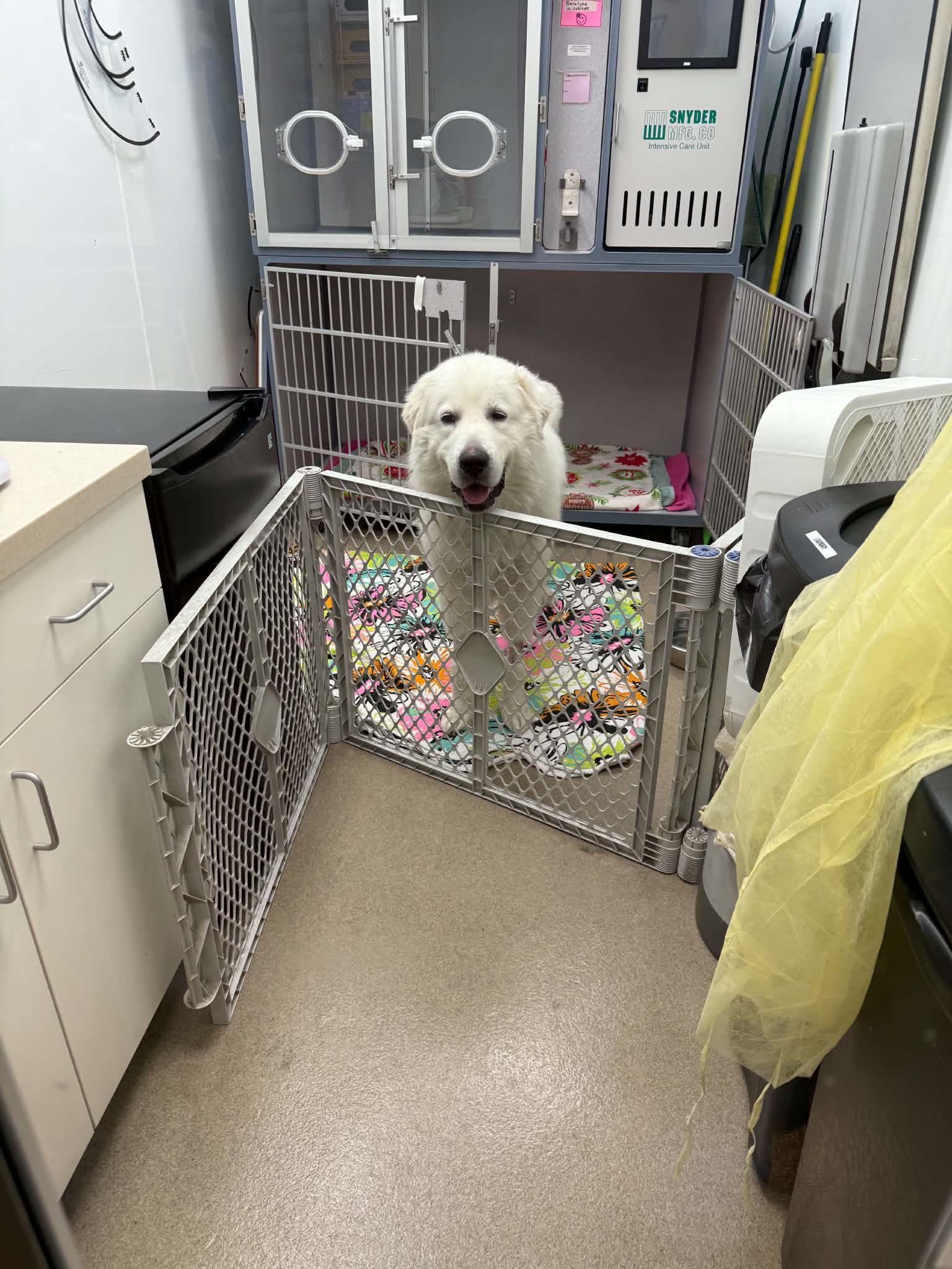 Weekly Tail Wag 009: Sometimes Rescue Takes a Village