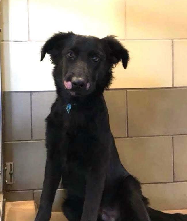 Brando as a seven-month-old puppy after being rescued by Labradors and Friends