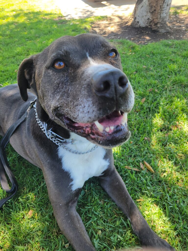 After nearly two years of waiting, Bradley found his forever family on Christmas Eve 2022.