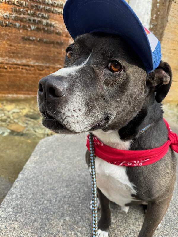 Bradley, a sweet senior Pit Bull who came to Labradors and Friends after being found abandoned at a campsite.