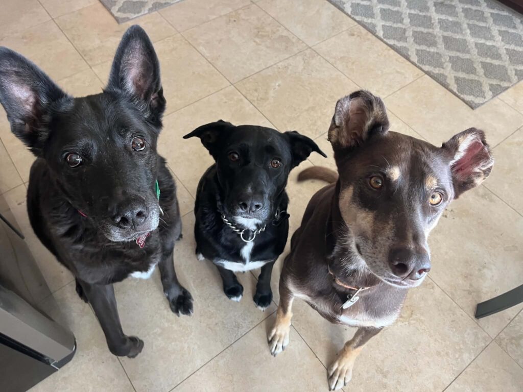 Three rescue dogs, Zane, Isabella and Vinnie, sitting together indoors and looking up at the camera.