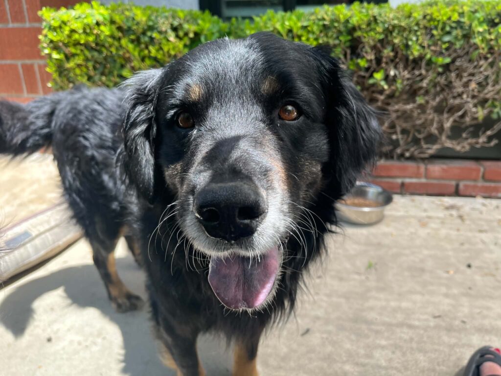 Habanero, a black and tan rescue dog with fluffy fur and a gray muzzle, looking happily at the camera outdoors.