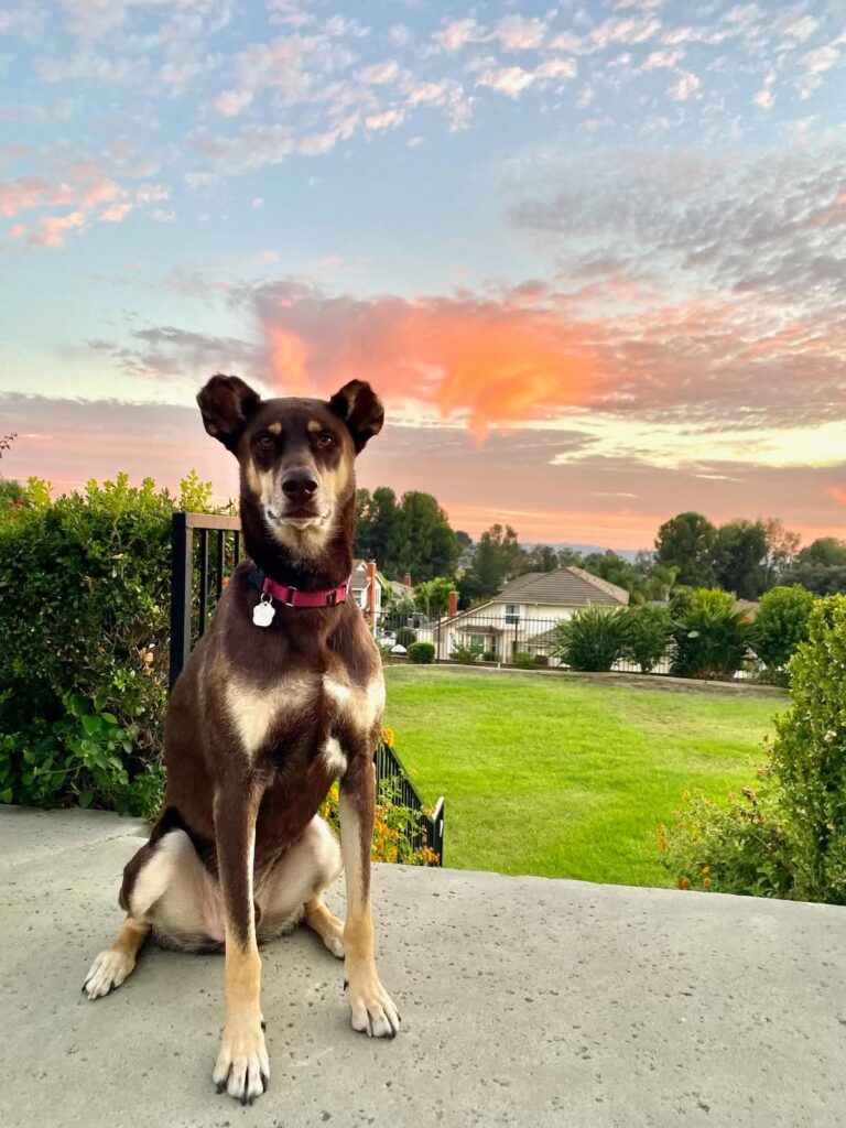 Vinnie, a brown rescue dog with upright ears, sitting outdoors against a pink and orange sunset sky.