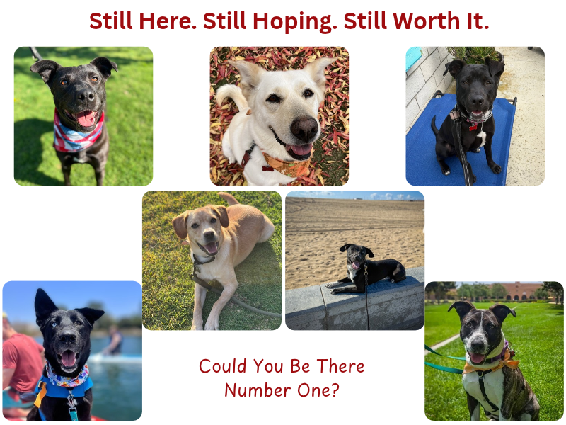 Seven adoptable rescue dogs waiting for forever homes at Labradors and Friends Dog Rescue