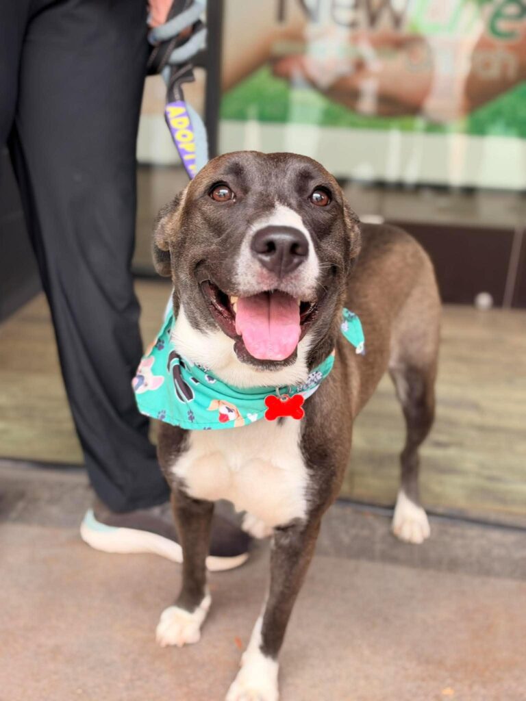 Selina wearing a turquoise bandana at the Labradors and Friends adoption event at Grossmont Center.