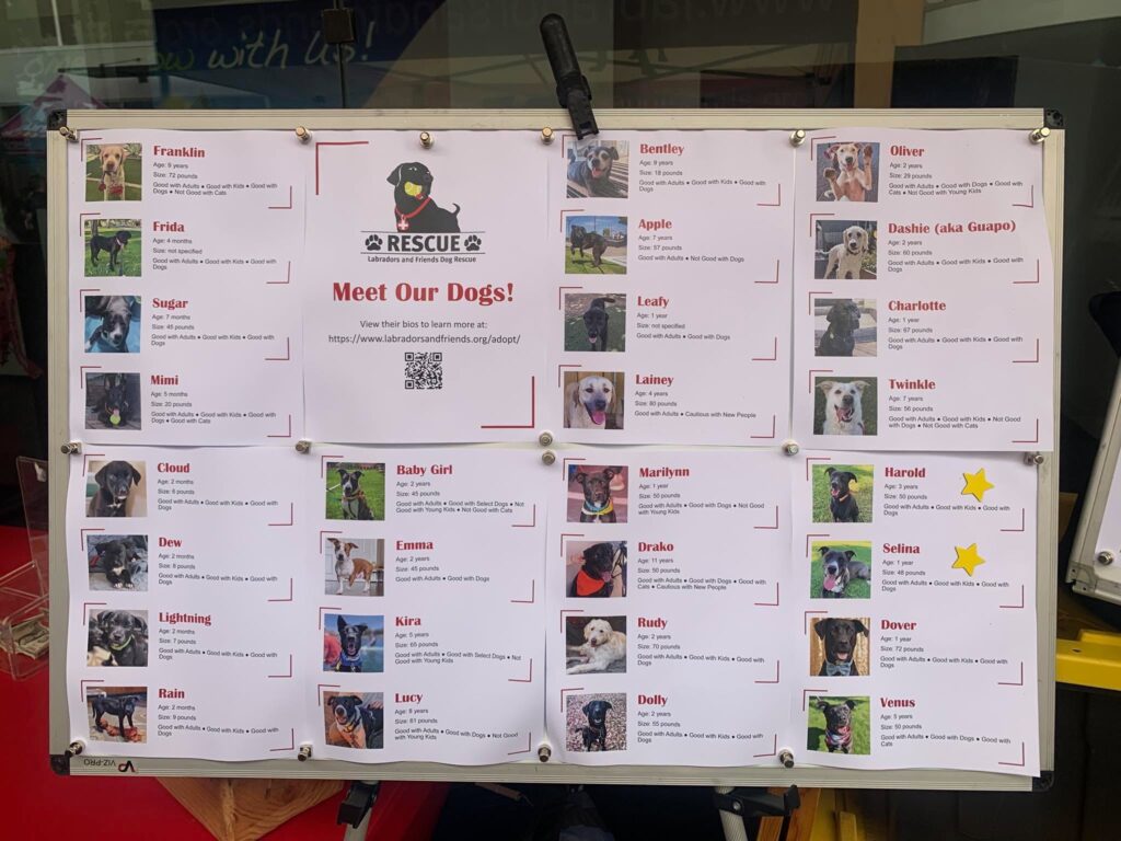 Display board featuring photos and profiles of adoptable Labradors and Friends rescue dogs at Grossmont Center.