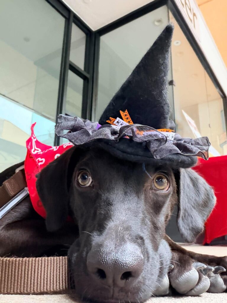 Frida wearing a Halloween witch hat while resting at an adoption event at Grossmont Center.