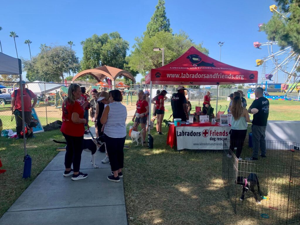 Labradors and Friends Dog Rescue participated in the 2026 Silverado Days festival in Buena Park, California. Despite the hot weather, volunteers welcomed many visitors interested in learning about adoption, fostering, and supporting rescue dogs.