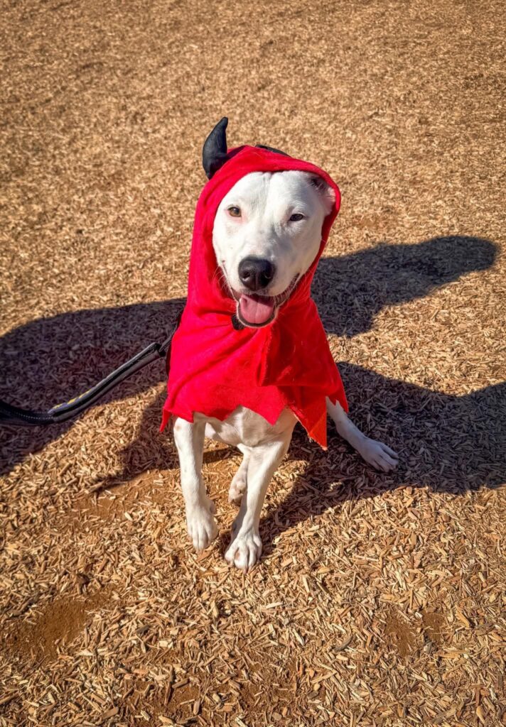 Oliver, an adoptable rescue dog with Labradors and Friends Dog Rescue, shows off his adorable red devil costume at the 2026 Silverado Days festival in Buena Park. Oliver also competed in the Mutt Show Tricks Division and received a Participation Award.