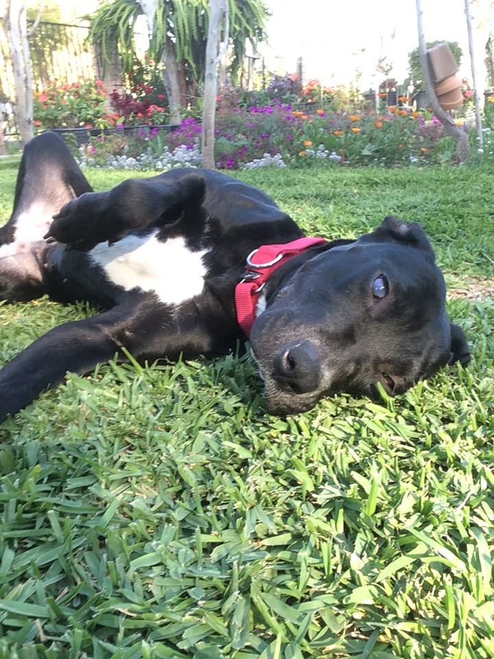 Apple, a black rescue dog with one blue eye and one brown eye, relaxing in the grass shortly after being rescued by Labradors and Friends.