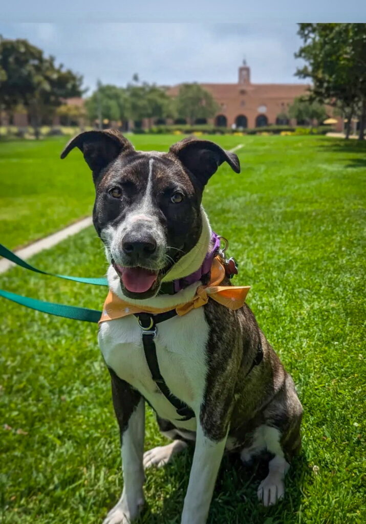 Baby Girl, an adoptable rescue dog with Labradors and Friends, wearing an orange bow